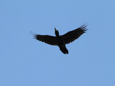 Spillkrka  Black woodpecker Dryocopus martius