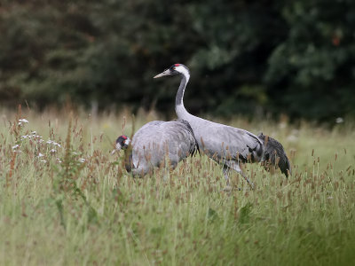 Trana  Crane  grus grus