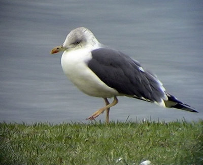 Silltrut<br>	Larus fuscus(graellsii)<br> Lesser Black-backed Gull
