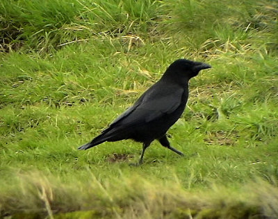 Svartkrka  Carrion Crow  Corvus corone corone 