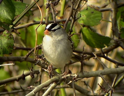 Birdtrip to England/Wales 2-3 Feb 2008(Videograbs)