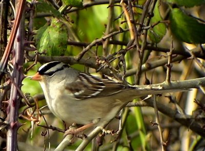 White-cowned Sparrow