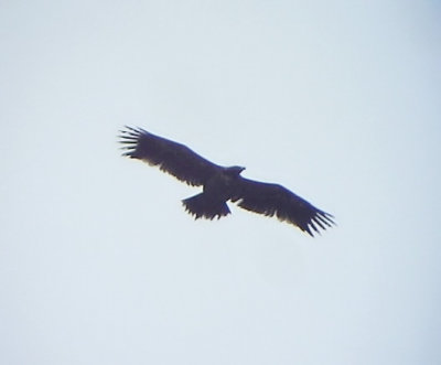 Stpprn Aquila nipalensis Steppe Eagle