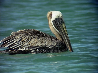 Brown pelican  Pelecanus occidentalis