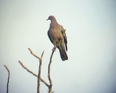 Plain pigeon  Columba inornata
