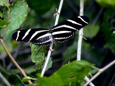 Zebra Long-wing Butterfly  Heliconius charitonius