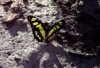  Malachite Butterfly<br>Siproeta stelenes biplagiata