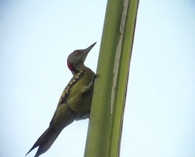 Hispaniolan Woodpecker   Melanerpes striatus