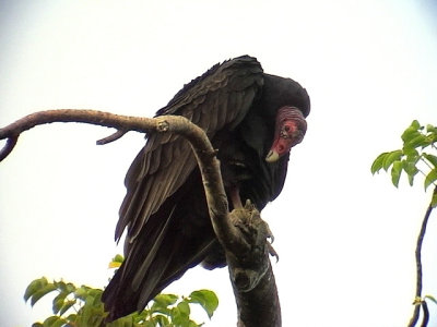 Turkey Vulture   Cathartes aura