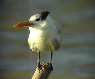 Royal Tern <br>  Sterna maxima