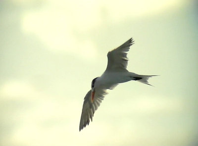 Royal Tern   Sterna maxima