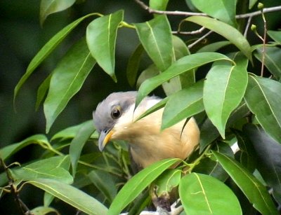 Mangrove Cuckoo  Coccyzus minor