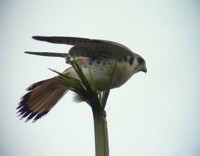 American Kestrel  Falco sparverius