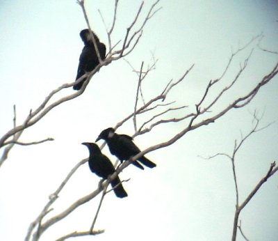 White-necked crow  Corvus leucognaphalus