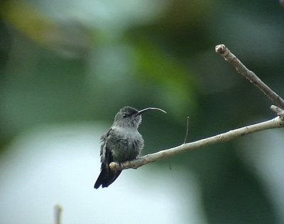 Vervian Hummingbird  Mellisuga minima
