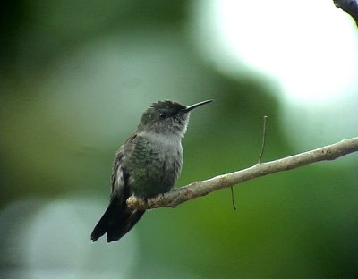 Vervian Hummingbird  Mellisuga minima