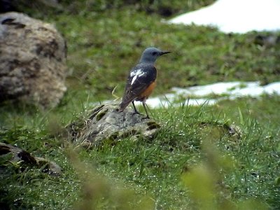 Stentrast Monticola saxatilis Rufous-tailed Rock Thrush