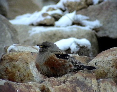 Alpjrnsparv <br> Alpine Accentor<br> Prunella collaris (montana)