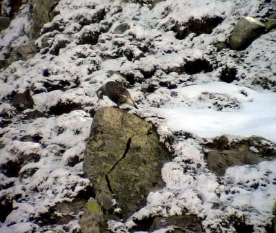 Kaspisk snhna Caspian snowcock Tetraogallus caspius