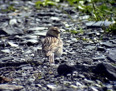 Vinterhmpling Carduelis flavirostris (brevirostris) Twite