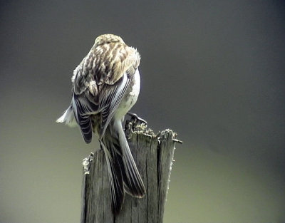 Vinterhmpling Carduelis flavirostris (brevirostris) Twite