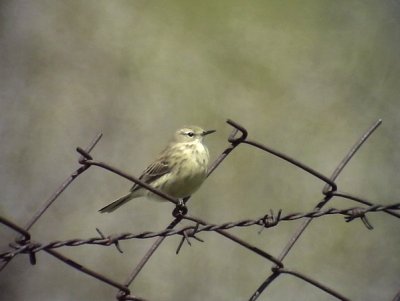 Vattenpiplrka Anthus spinoletta (coutelli) Water Pipit