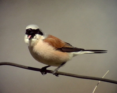 Trnskata Lanius collurio Red-backed Shrike