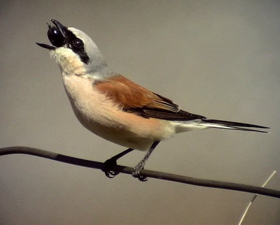 Trnskata Red-backed Shrike Lanius collurio