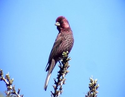 Strre rosenfink <br> Greater Rosenfinch<br> Carpodacus rubicilla