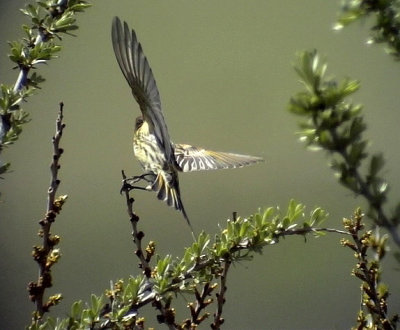 Rdpannad gulhmpling Red-fronted Serin Serinus pusillus