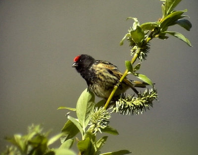 Rdpannad gulhmpling Red-fronted Serin Serinus pusillus