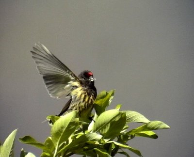 Rödpannad gulhämpling Red-fronted Serin Serinus pusillus
