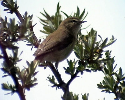 Berggransngare Mauntain Chiffchaff Phylloscopus sindianus lorenzi