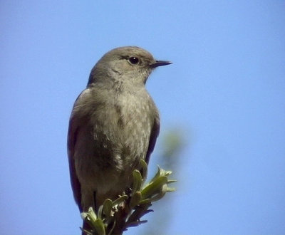 Bergrdstjrt Gldenstdt's Redstart  Phoenicurus erythrogaster