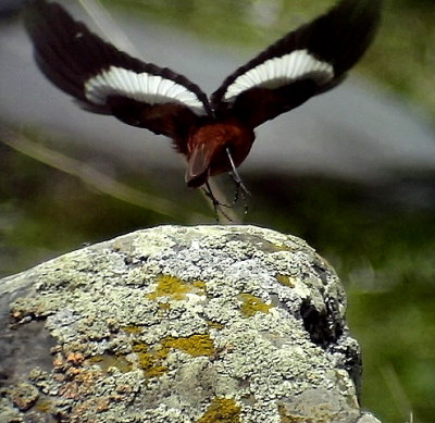 Bergrdstjrt Gldenstdt's Redstart  Phoenicurus erythrogaster