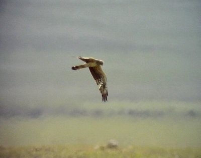 ngshk Circus pygargus Montagu's Harrier