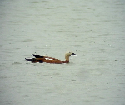 Rostand Tadorna ferruginea Ruddy Shelduck