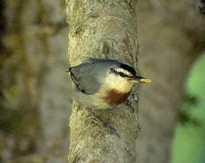 Krupers ntvcka Krupers Nuthatch Stta Krueperi