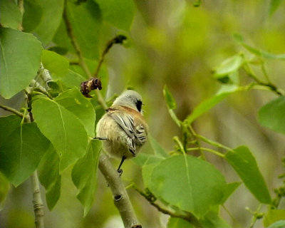 Pungmes Penduline Tit Remiz Pendulinus