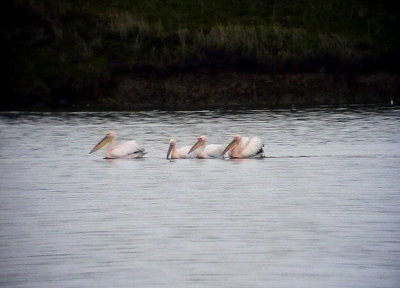 Vit pelikan White Pelican Pelicanus onocrotatus
