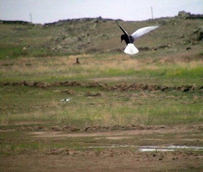 Vitvingad trna Chlidonias leucopterus White-winged Tern