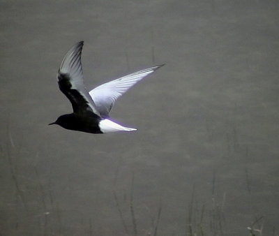 Vitvingad tärna White-winged Tern Chlidonias leucopterus