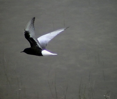 Vitvingad trna White-winged Tern Chlidonias leucopterus