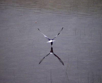Vitvingad tärna Chlidonias leucopterus White-winged Tern