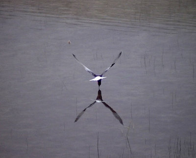 Vitvingad trna Chlidonias leucopterus	 White-winged Tern