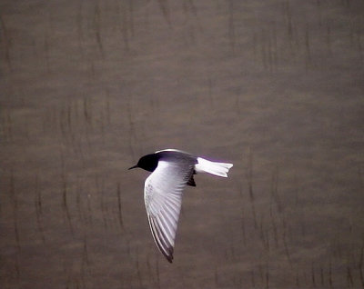 Vitvingad trna Chlidonias leucopterus	 White-winged Tern
