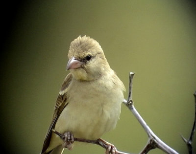 Gulstrupig stensparv Yellow-throaded Sparrow (Petronia)Gymnornis xanthocollis