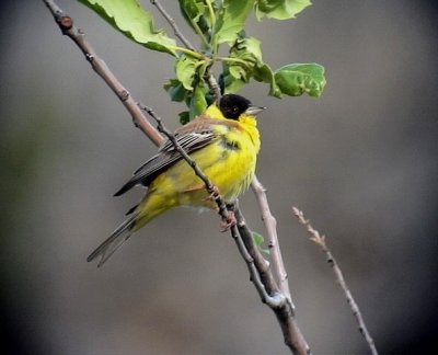 Svarthuvad sparv Emberiza melanocephala Black-headed Bunting