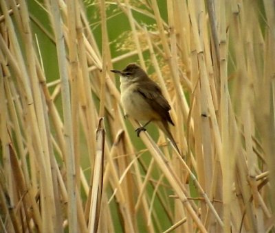 Trastsngare Acrocephalus arundinaceus Great Reed Warbler?