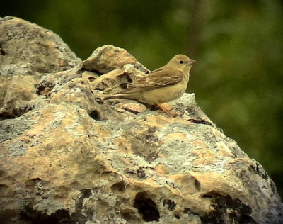 Blek stensparv Pale Rock Sparrow Carpospiza brachydactyla